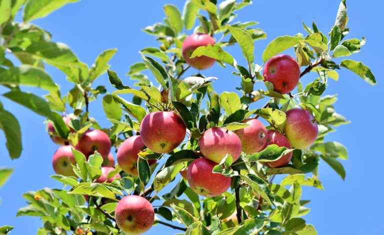 Essbare Stadt – für ein städtisches Obstbaumkataster