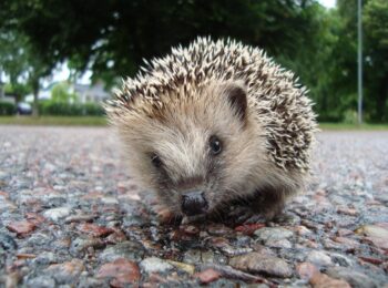 Europäischer Braunbauchigel (Erinaceus Europaeus), Calle Eklund/V-wolf; wikimedia cc