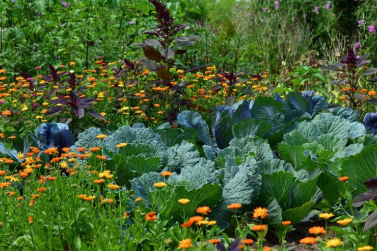 Ein Gemeinschaftsgarten nach der Landesgartenschau