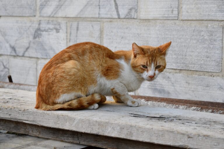Katzenschutzverordnung: klares Zeichen für echten Tierschutz