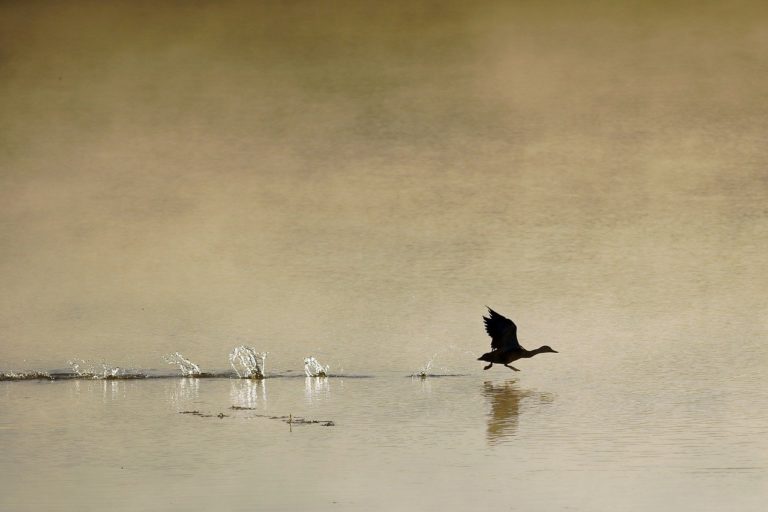 Naturschutz am Baggersee